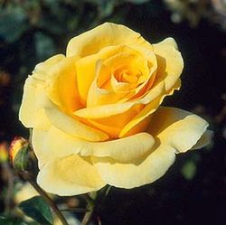 Floribunda Rosen (B�schelbl�her) - Great Ormond Street